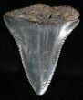 Fossil Great White Shark Tooth - #18535-1